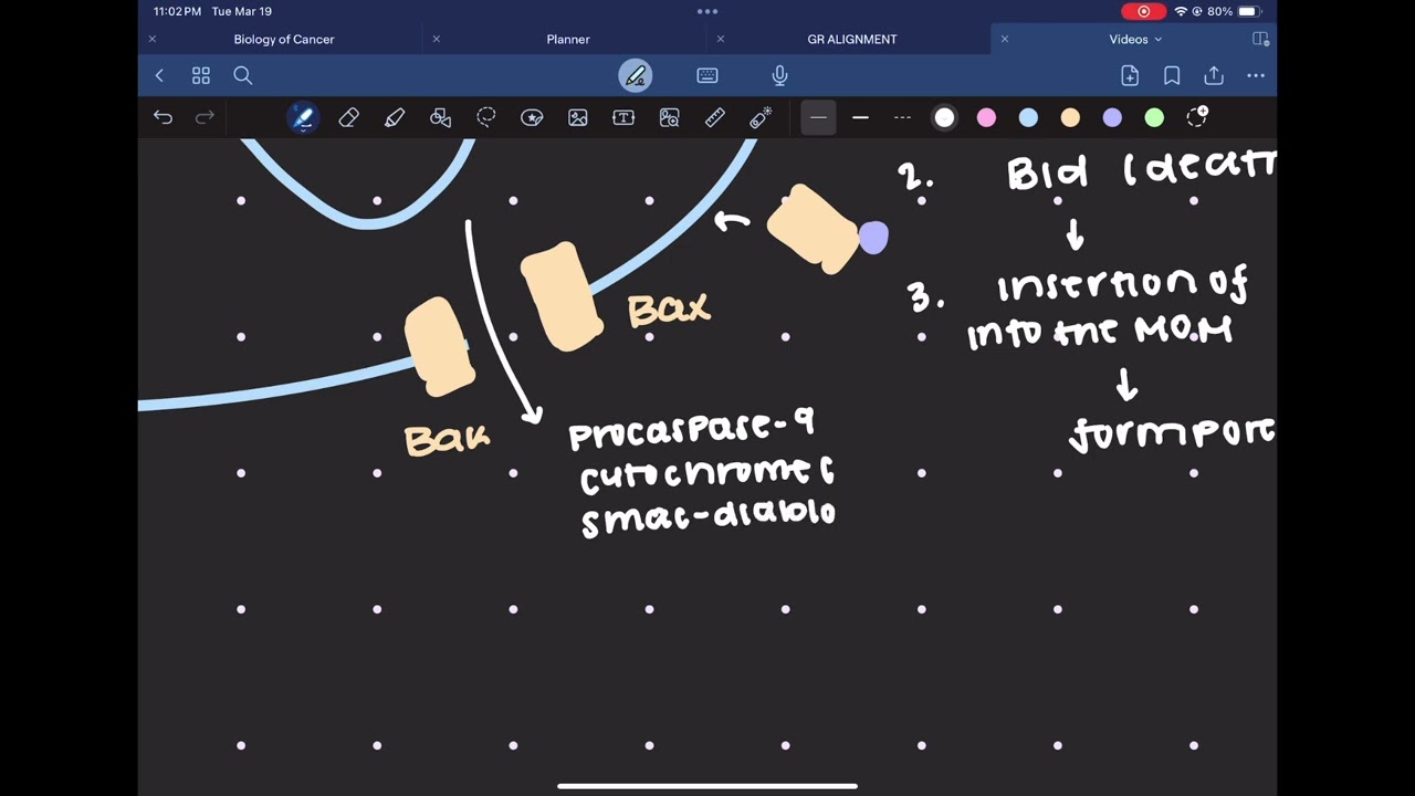 Apoptosis Pt. 3 - Intrinsic Apoptotic Signaling + MOMP