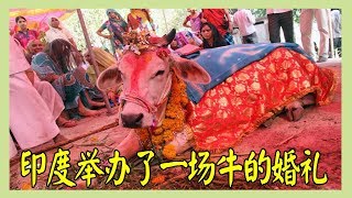 2头牛的婚礼，你见过吗？ #Hong Planet2018