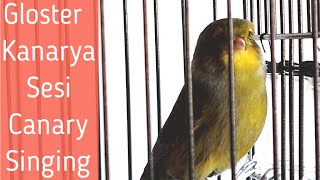 Yok Böyle Bir Gloster Kanarya Sesi Ve Ötüşü Kanarya Huylandırma Kanarya Kızıştırma