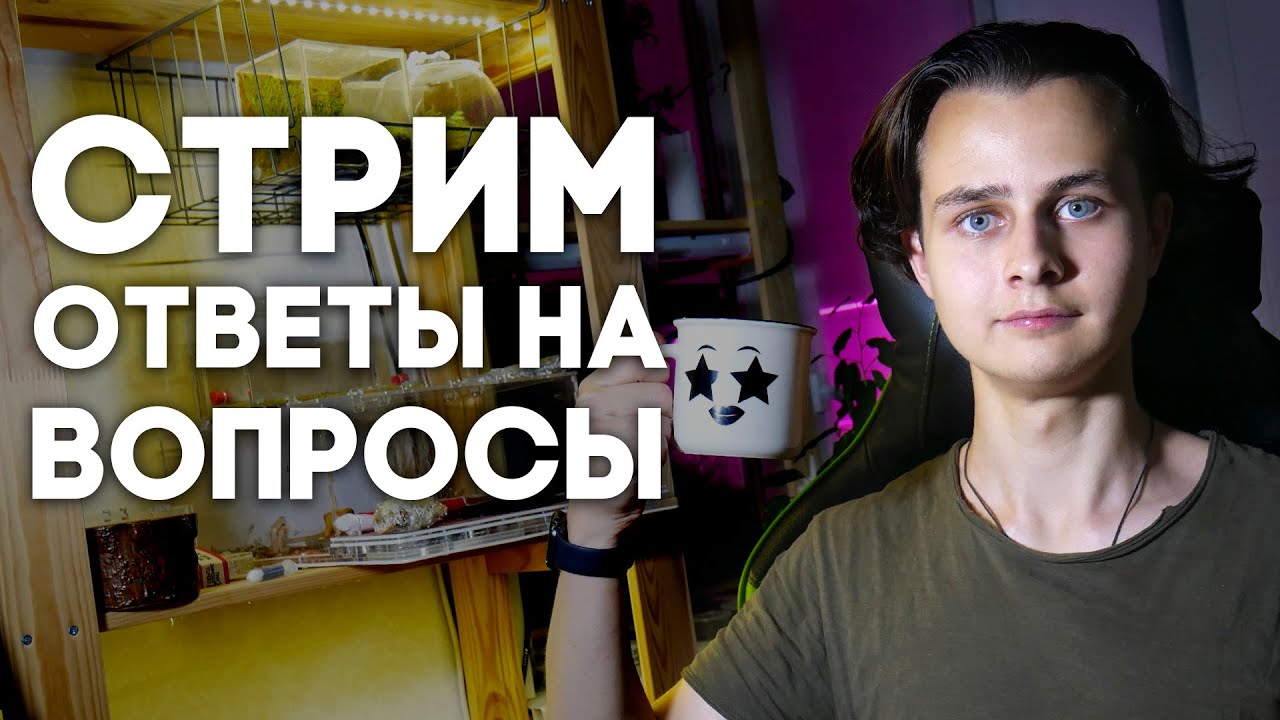 Димон и лексус