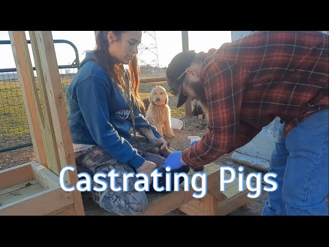 Castrating Butcher Pigs