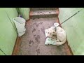 Утром в одном из домов Новосибирска жильцы нашли привязанного щенка Он громко плакал и люди услышали