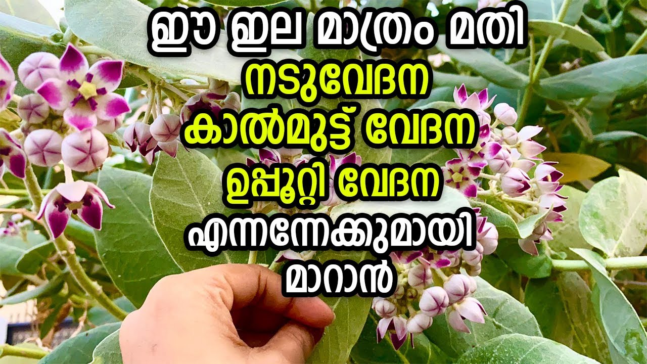 മുട്ടുവേദന ,നടുവേദന ,ഉപ്പൂറ്റി വേദന,പൂർണമായും മാറുവാൻ ഉഗ്രൻ പച്ചമരുന്ന്