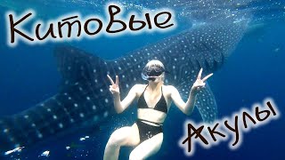 Китовые акулы снорклинг , Whale sharks snorkeling , ФИЛИППИНЫ