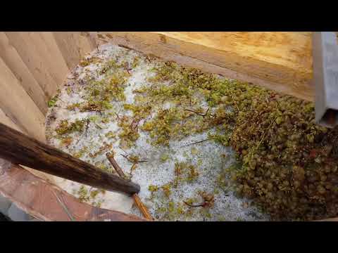 Yurdznis dawurva.. ყურძნის დაწურვა..