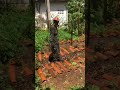 hortaliças 🥦🥬🫑🥕