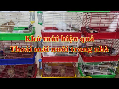 Video: Làm thế nào để nuôi một con thỏ cưng trong nhà