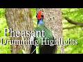 Pheasant Drumming Collecttion