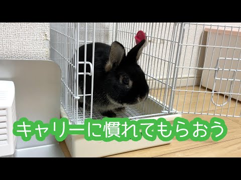 キャリーを嫌がるうさぎに慣れてもらおう｜ネザーランドドワーフ - YouTube