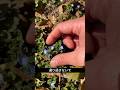 春の野に咲く青い宝石 / 知られざる薬草の物語