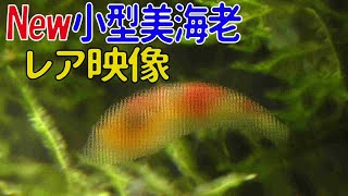 アクアリウム ビーシュリンプの激レア映像 脱皮の神秘を知ろう Youtube