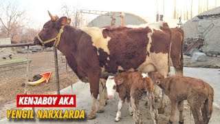 ✅️ Rossiyski Simentallar Tayyor Tuqqan Va Yetuk Bug'oz 