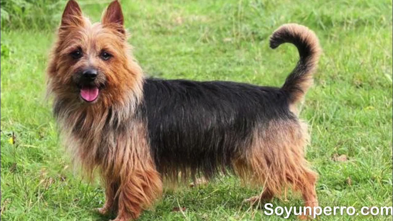 Вайт скотч хайленд терьер. Скай терьер щенки. Английский норвич терьер. Лейкленд терьер щенки. Вест хайленд терьер.