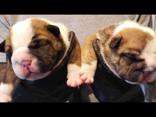 English Bulldog puppies 1 week Update.. - YouTube