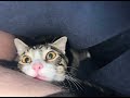 Funny Gordon Ramsay as a Cat.
