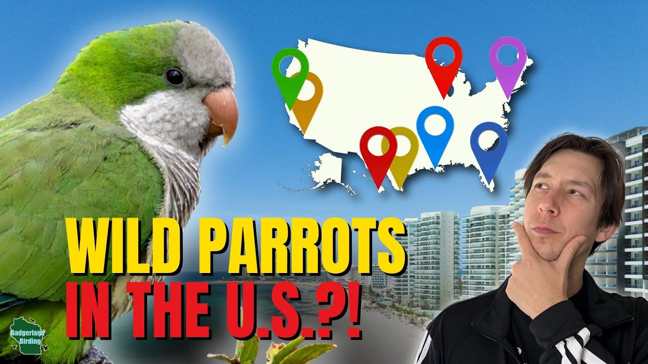 Правда о диких попугаях, обитающих в Соединенных Штатах!