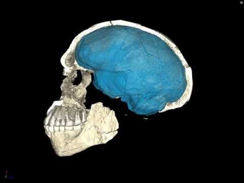 Homo sapiens Skull Jebel Irhoud