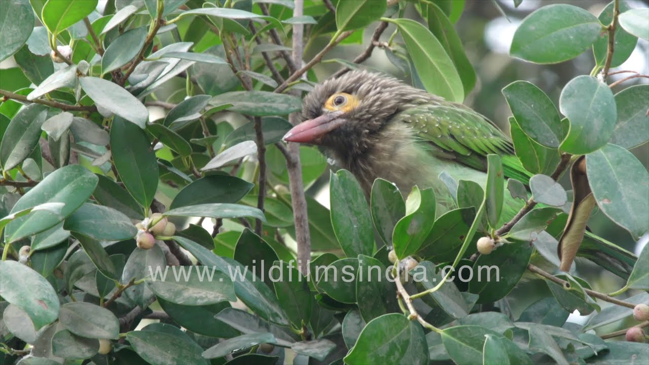 Perfect camouflage: Brown-headed Barbet or Psilopogon zeylanicus picking fruit
