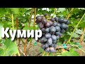 Кумир - гибридная форма Калугина В.М.