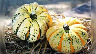 Digging Deeper with Backyard Farmer | Fall Gardening