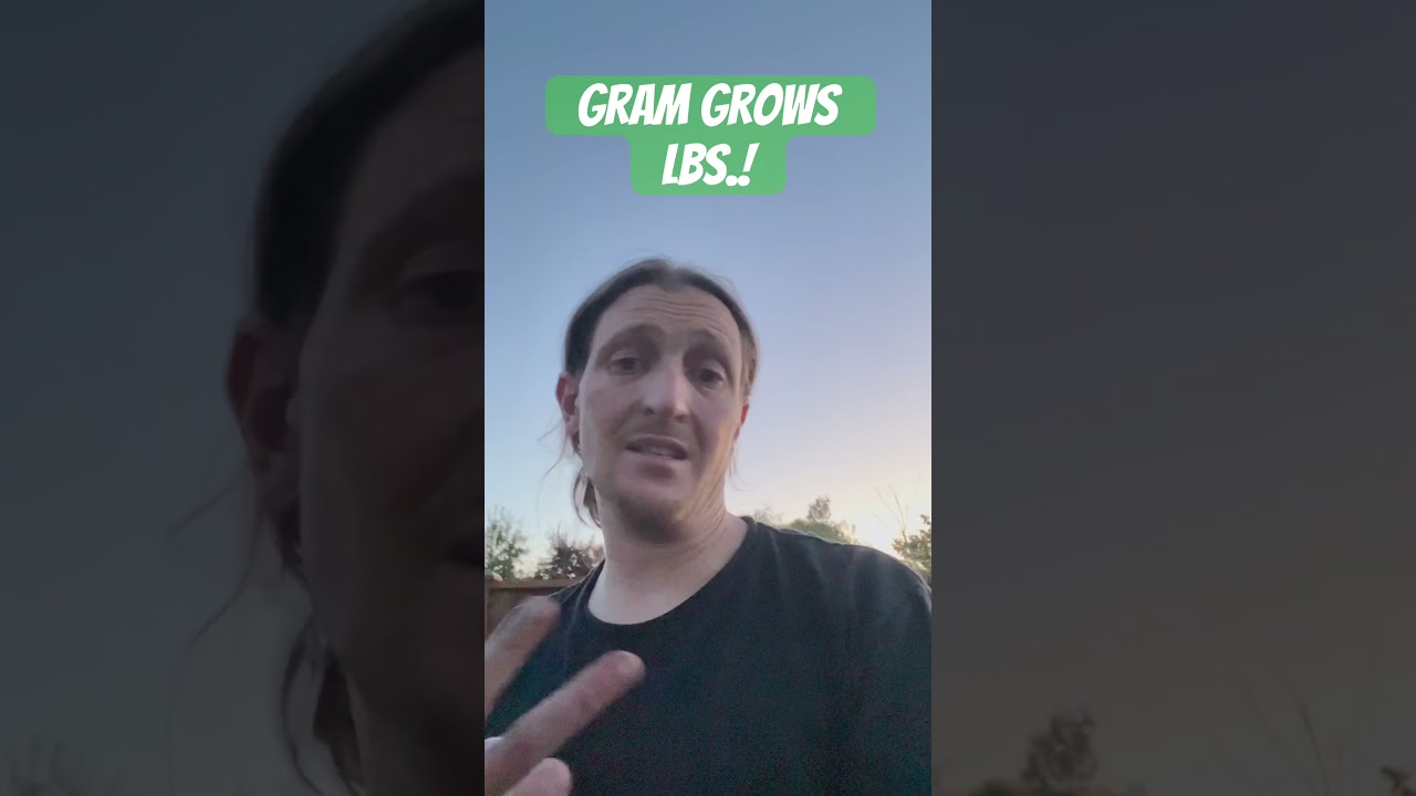 BAM! Backyard grow update! Gram grows pounds! Outdoor PNW cannabis! 2024!