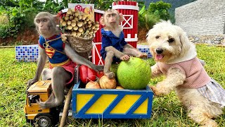 Naughty Monkey Bim Bim Harvests Fruit For Dog Amee To Eat In The Garden