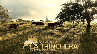 ESPECTACULARES Imagenes de los Toros en la Ganaderia La Trinchera. #growwithfilmora