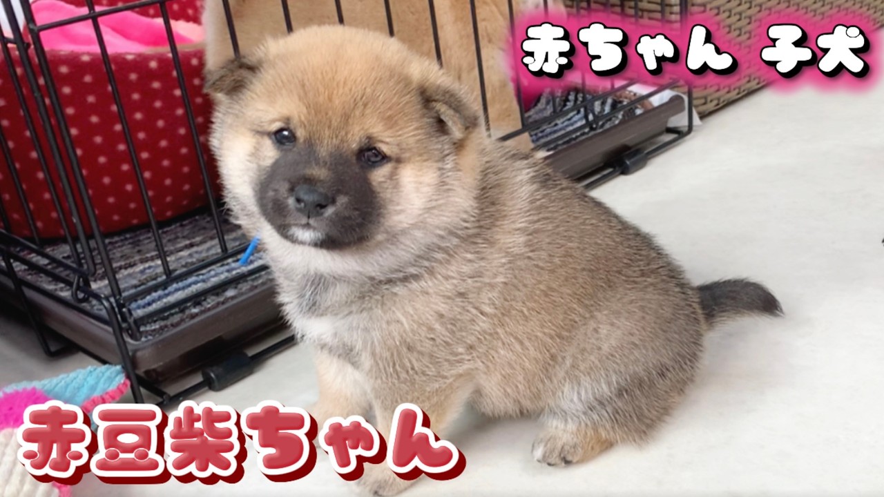 Banbi⭐️ページ ★馬に変身赤柴ちゃん Mameshiba] #2 Enjoy these healing moments from red puppyhood to