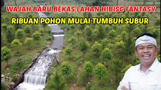 Download Lagu Wajah Baru Bekas Lahan HIBISC FANTASY | Ribuan Pohon Mulai Tumbuh Subur #dedimulyadi  MP3