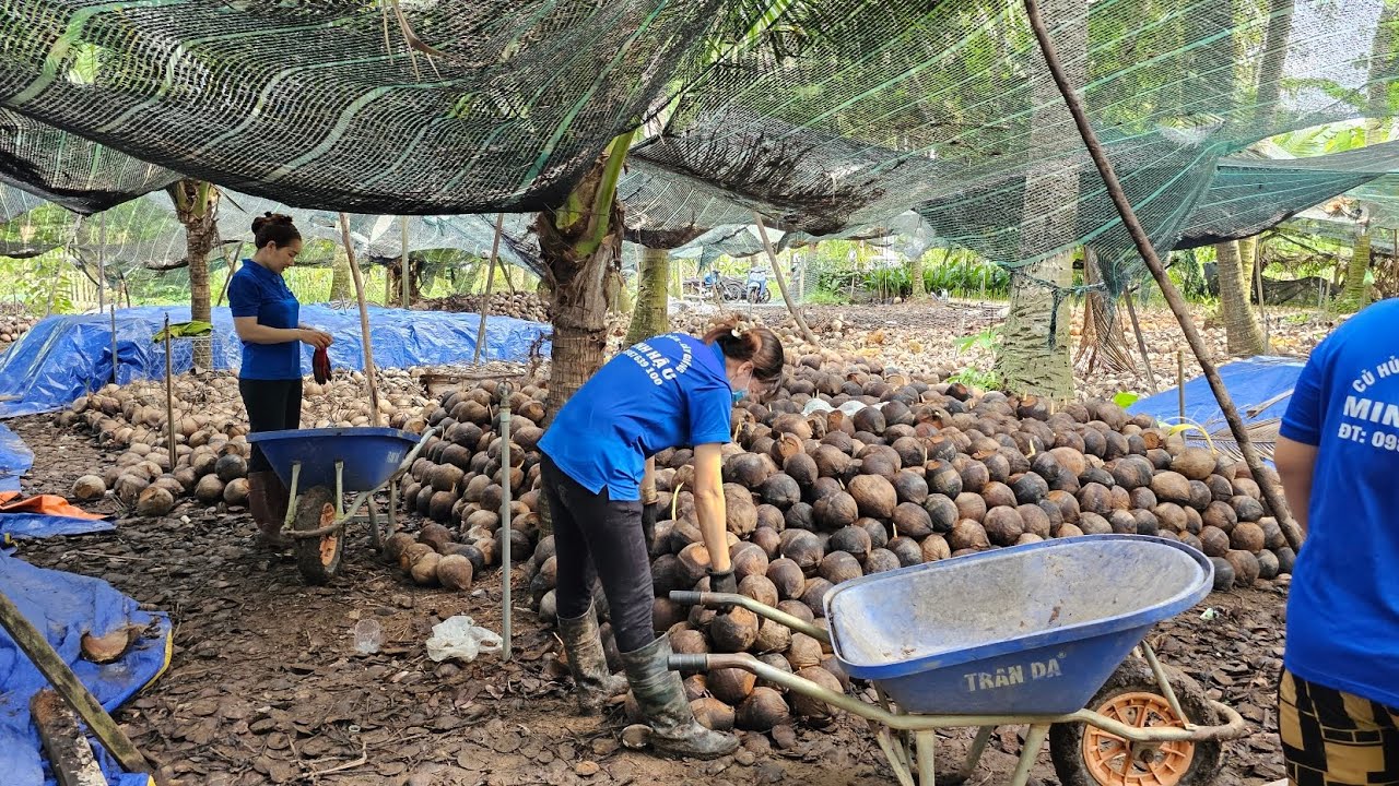 Trồng những  loại dừa giống.  chuyên xuất khẩu năng xuất cao nhất hiện nay