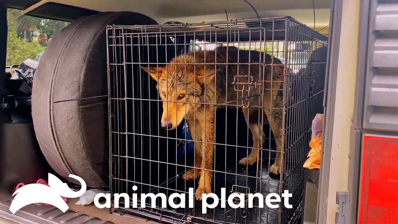 ⁣Mariah Rescues a Wolfdog! | Pit Bulls & Parolees | Animal Planet