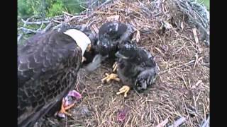 D12 swallows squirrel tail whole 4-29-2012 decorah eagles