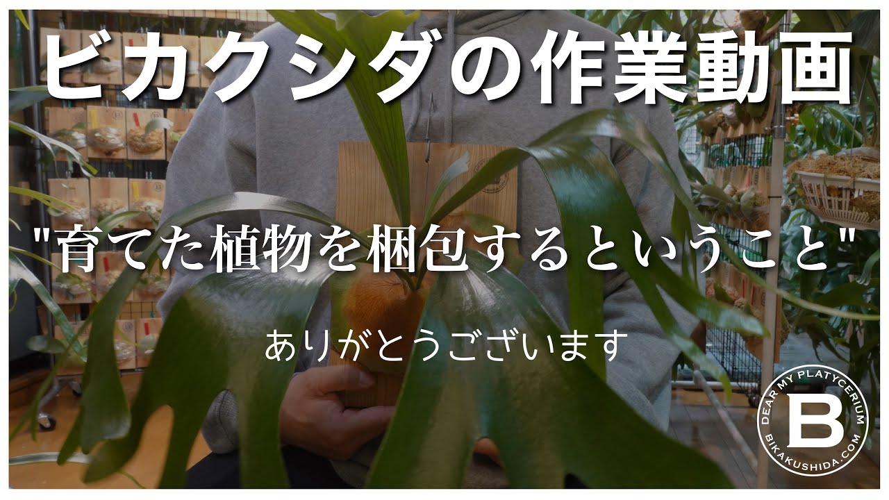 観葉植物】僕が育てたビカクシダが売れたので梱包しながら雑談する