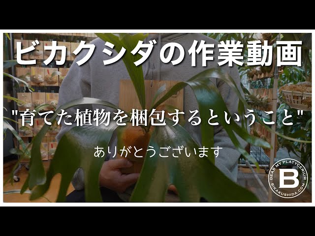 観葉植物】僕が育てたビカクシダが売れたので梱包しながら雑談する