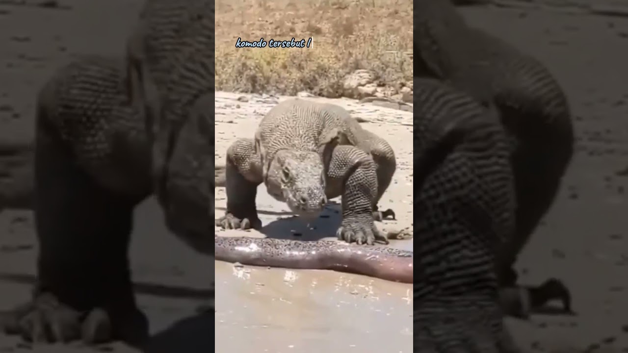 komodo vs belut listrik 