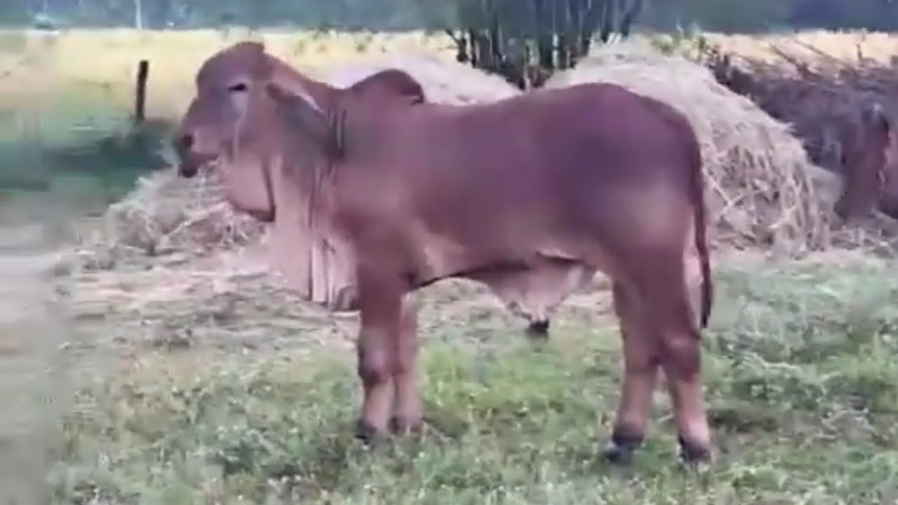 ลูกชายแรมโบ้TK579