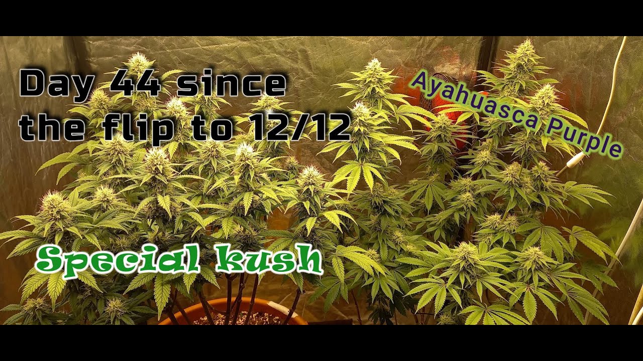 Ayahuasca Purple and Special Kush Day 44 from flip to Flowering. Minor defoliation