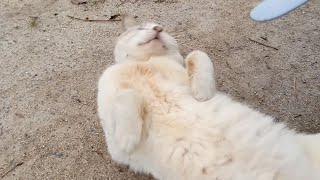 ゴロンゴロン転がり喜ぶトントン猫