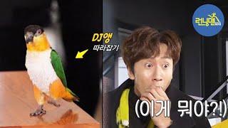 Capture of Moment There's a parrot who dances to EDM! (ft. Park Hana's Pet) 《Running Man》 EP488