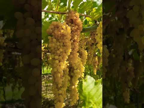 مزارع العنب في اليمن