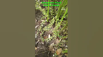 Cardamom Plant And Its Seeds 