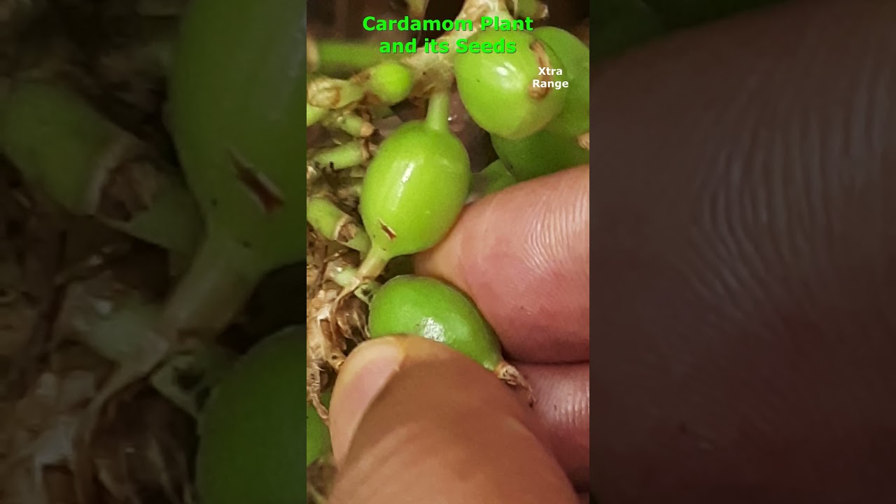 Cardamom Plant and its Seeds