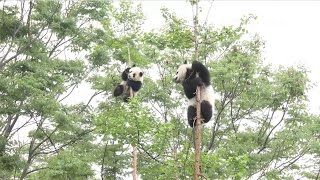 pandapia CM2