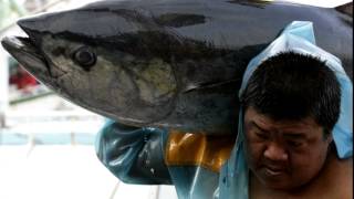 Mercury Levels in Ahi Tuna Rise Four Percent Each Year Study Finds Increased Toxic Mercury Levels In Tuna And Cod