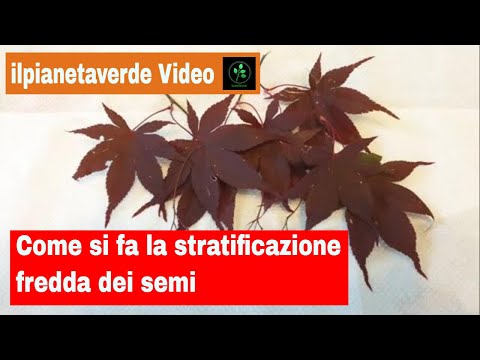 Video: Come Stratificare I Semi