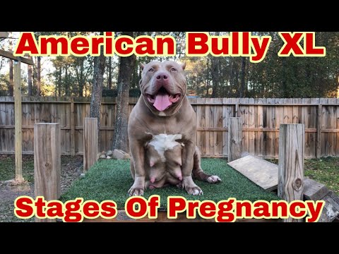 stages bully pregnancy xl american