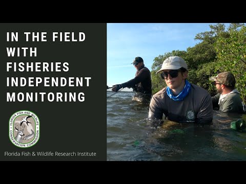 In the Field with FWRI's Fisheries Independent Monitoring