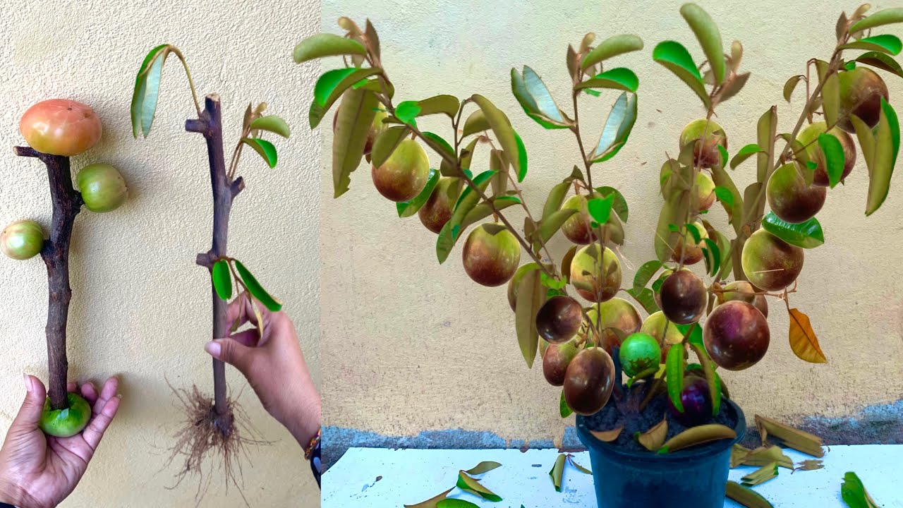 Tree Beating Method Beat Method Grafting Milk tree Use Aloe Vera in Papaya Fruit - YouTube