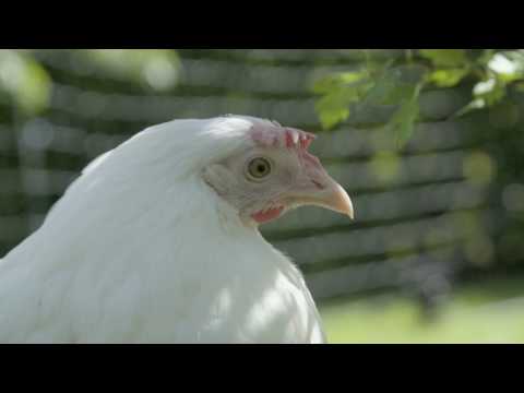 Wideo: Farma Rodziny Thogersen Wycofuje Surową Mrożoną Mieloną Karmę Dla Zwierząt Domowych (królik; Kaczka; Lama; Wieprzowina) Z Powodu Potencjalnego Zagrożenia Dla Zdrowia Związanego Z L