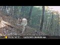 3.5 hours of trail cam videos - some as of yet unwatched, let me know if you spot Bigfoot